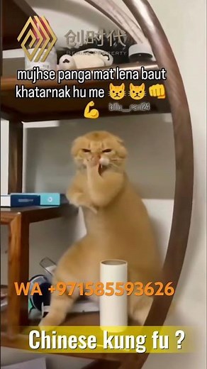 Cat Kung-Fu 2025 real history