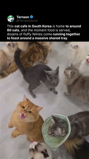 Dozens of Cats Rush for Food at Cat Cafe!