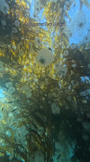 chessie nicole on Instagram: "I missed Mola mola madness but was so stoked to see the salp swarm. Nothing like December diving in Monterey. Thank you @genecevgrisby for being responsible and having a charged go-pro and and also sharing footage with me!"
