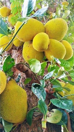 Enjoying life in countryside | Amazing Jackfruit Harvest 🌳#harvesting#fruit #nature