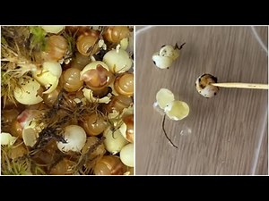 Малюки вилупились! 🐌 100 новонароджених равликів