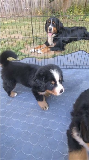 Bernese Mountain Dog Puppies