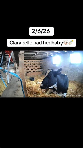 Emily Bott on Instagram: "One of the most beautiful things we have ever gotten to witness🥹 Not only was it a smooth delivery, but also Clarabelle’s maternal instincts fully kicked in afterwards, something we weren’t exactly sure would happen. Baby is a week old tomorrow and I cannot wait to fill you in on how everything has been going. Next up is a fun gender reveal via IG LIVE this weekend - any guesses?!🥰 #calf #cowlover #cowlife #farmsanctuary"