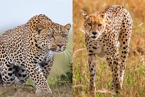 Cheetah vs leopard: what's the difference between these beautiful, spotted cats? | Discover Wildlife