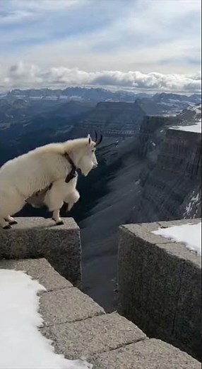 “GoPro on a Wild Mountain Goat – Extreme Cliff Jumps 4K #wildlife #goatlife #natureshorts