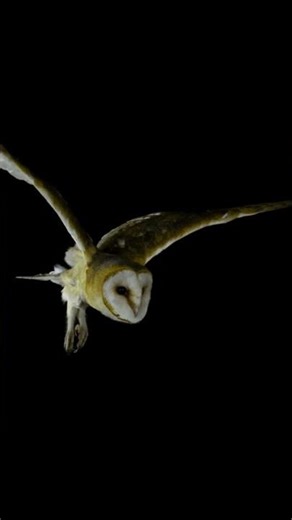 Feel Silent Barn Owl Flight | Calming Night Air Ambience | Peaceful Earth #Shorts