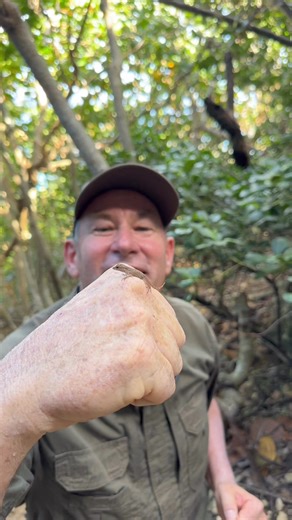 This little anole is so cute - it’s the little things that continually fascinate me! #fbpost2024 #fypシ #fyp #amazinganimals #reptiles #ivancarter #follow #forest | Ivan Carter