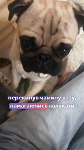 Капітан Гав - охоронець будинку