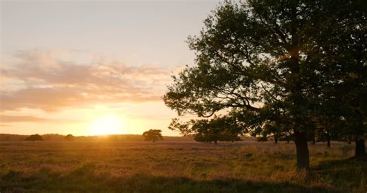 Field, Sunset, Forest. Free Stock Video