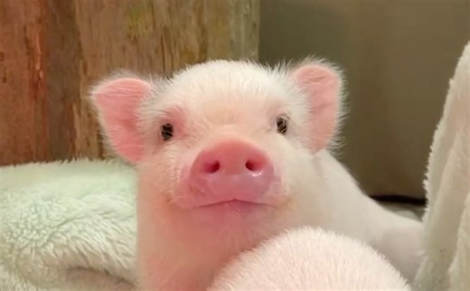 【猪咖官方】ins一亿播放的爆火小猪们！