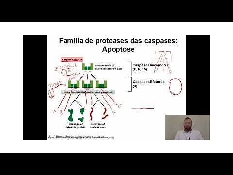 Qual a função das Caspases no processo de apoptose?