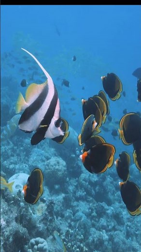 Most Beautiful Coral Reef on Earth #australia #greatbarrierreef #underwater