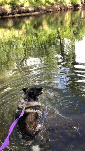 Take time to enjoy the beauty that is all around you. #fourpawselkhoundrescue #norwegianelkhound | Four Paws Elkhound Rescue