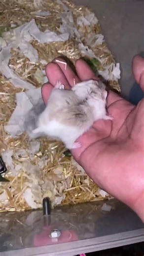 dwarf hamster babies available