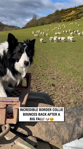 Incredible Border Collie Bounces Back After a Big Fall! 🐶🥹 | Sean The Sheepman