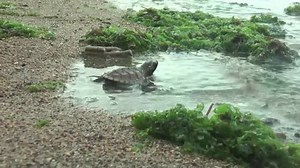Bali beach releases endangered Indonesian turtles back to ocean