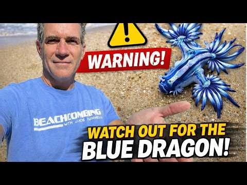 WARNING! Blue Dragons Washing up in Texas