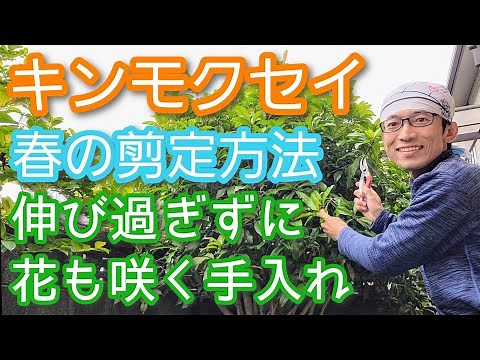 【キンモクセイの剪定～春編】暴れない&小さくなる&花も楽しめる手入れのコツ(2024年4月)🌳3️⃣