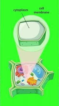 Plant Cell Anatomy #biology #fscbiology #english #science
