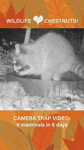 Wildlife love chestnuts! TACF's Website Administrator, Hal Brindley, has a tall Chinese chestnut tree in his yard in Asheville, NC and the chestnuts have been falling the last couple weeks. He keeps a camera trap on a water dish beneath it and he captured video of 6 different mammals eating chestnuts just last week! If you find a chestnut tree in the United States today, it is most likely a Chinese chestnut because they have a high resistance to chestnut blight. TACF is working to breed a blight