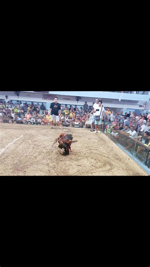 4stag/bull stag/cock derby New Zabala Recreation Center october 12, 2025 Love vs Dodzkie GF #noanimalswereharmedinthisvideo | M & M Warbirds