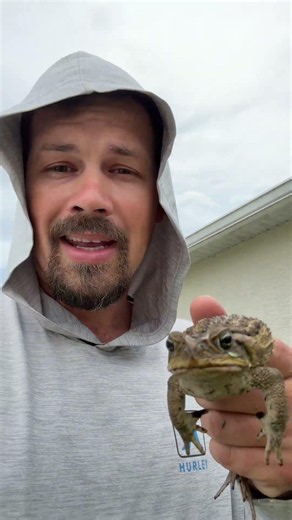 The invasive cane toad #toad #florida #ecosystem #invasivespecies #wildlife
