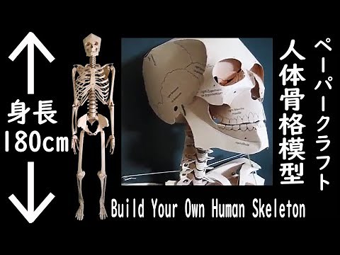 Build Your Own Human Skeleton (Papercraft) 人体骨格模型 ペーパークラフト 人体模型