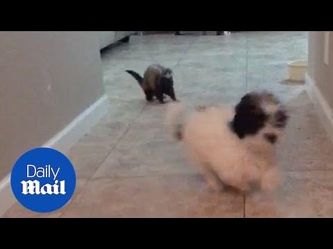 Hilarious moment dog gets scared by a FERRET