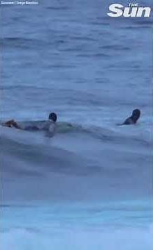 Massive shark chases surfers as they swim for their lives #Shorts 🦈 🏊‍♂️