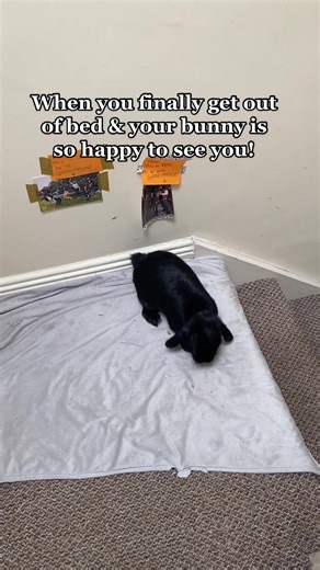 Excited Bunny Morning Greetings