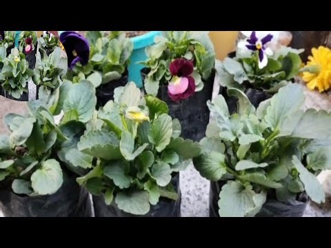 Pansy Flower Plant Care In Hindi ll Pansy Flower Plant Session In India ll