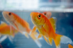 Une étude prouve que les poissons rouges savent se repérer sur terre