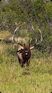1M views · 204K reactions | Back when he was king of the meadow! #photography #wildlife #nature #reels #explorepage #wildanimals #reels #bull #elk #wildanimals | Good Bull Guided | Facebook