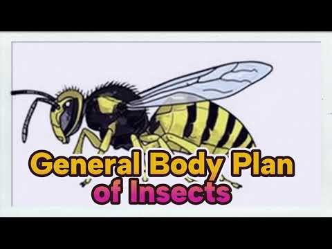 General Body Plan Of Insects: General Characteristics, Structure and Features | Biology