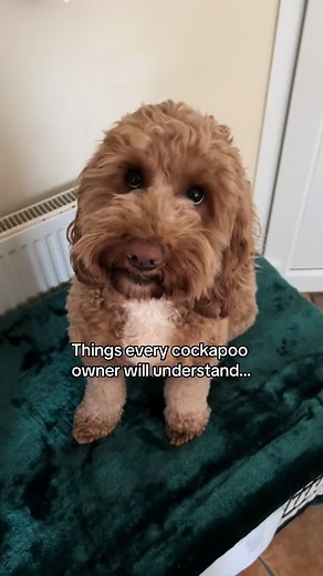 Understanding Cockapoo Behavior: Part Two