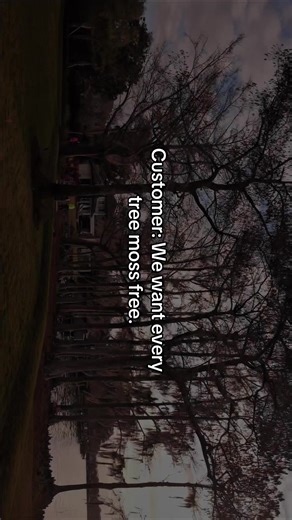 Expert Tree Services for Moss-Free Landscaping