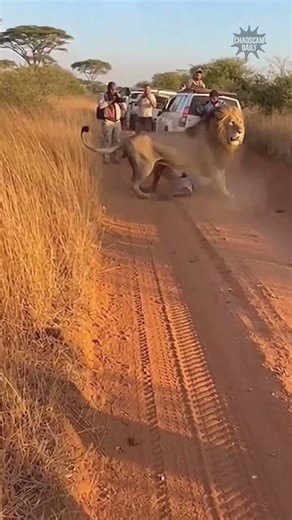 Lion Explodes Out of the Grass and Ambushes a Tourist 😳