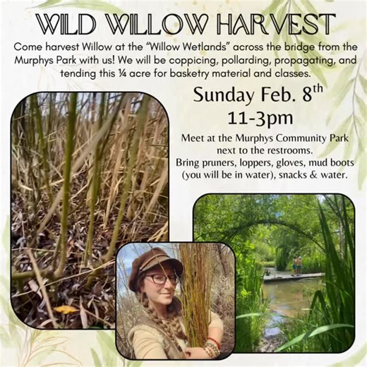 Samantha Iacobello on Instagram: "🌿 Last Public Willow Harvest 🌿 • Come learn how to and help our Basketry Guild harvest Willow for baskets! • #sierrafoothillsbasketweaversguild #willowharvest"