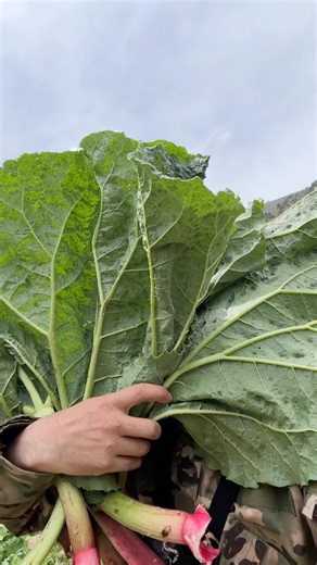 Wath? 😱 #nature #mountains #food #foodblog