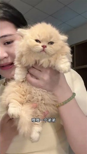 White Cat's Impromptu Kick! 🐱👣 Unleashing Cuteness