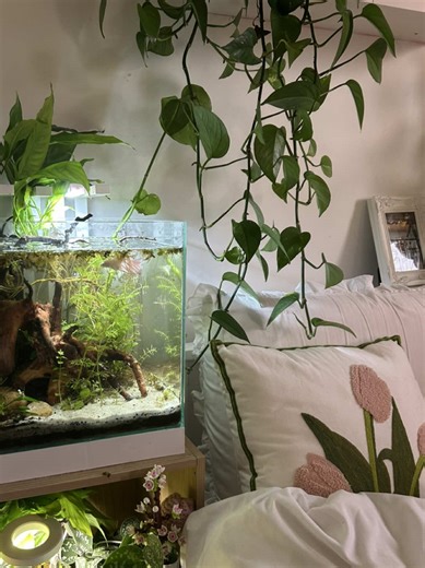 Cleaning Day for My Betta Fish Tank