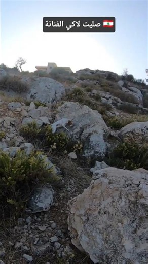 pointing dog lucky hunting skme quails 🇱🇧 صليت لاكي #huntingseason #lebanese_northhunter #quail