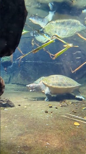 How Long Can Turtles REALLY Hold Their Breath Underwater?