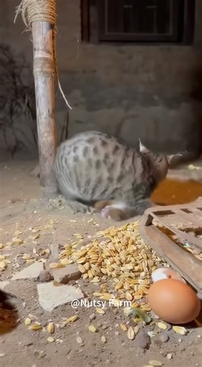 Tabby Cat VS Weasel!