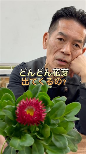 The plant is sturdy and super cute [Daisy] #Daisy