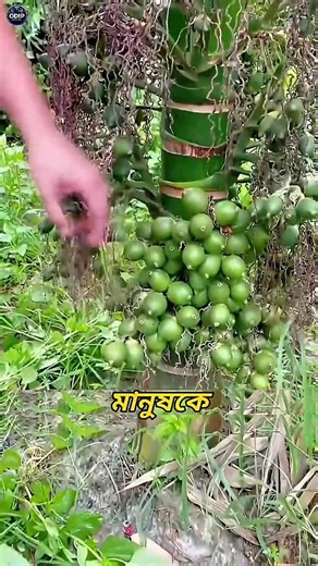 What Really Happens Inside Processed Betel Nut?