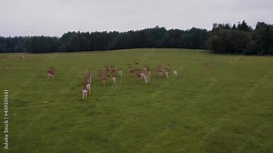 A roe deer family walks through a green field. Male and female roe deer.