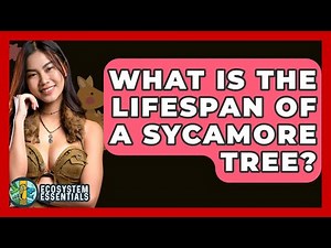 What Is The Lifespan Of A Sycamore Tree? - Ecosystem Essentials