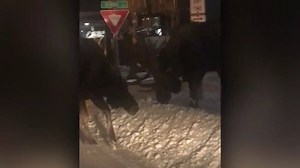 Meanwhile in Alaska...A pair of street-fighting moose bust through snowbanks, bringing traffic to a halt. | The Weather Network