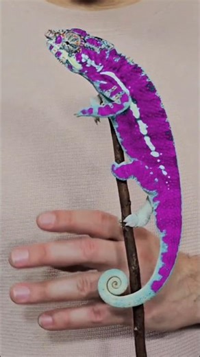 The Chameleon – Nature’s Color-Changing Master!